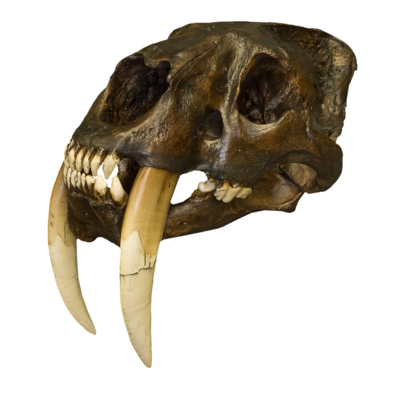 Replica Sabertooth Cat Deluxe Smilodon Skull