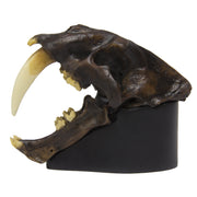 Replica Sabertooth Cat Skull - Tarpit Finish (1:3 Scale)