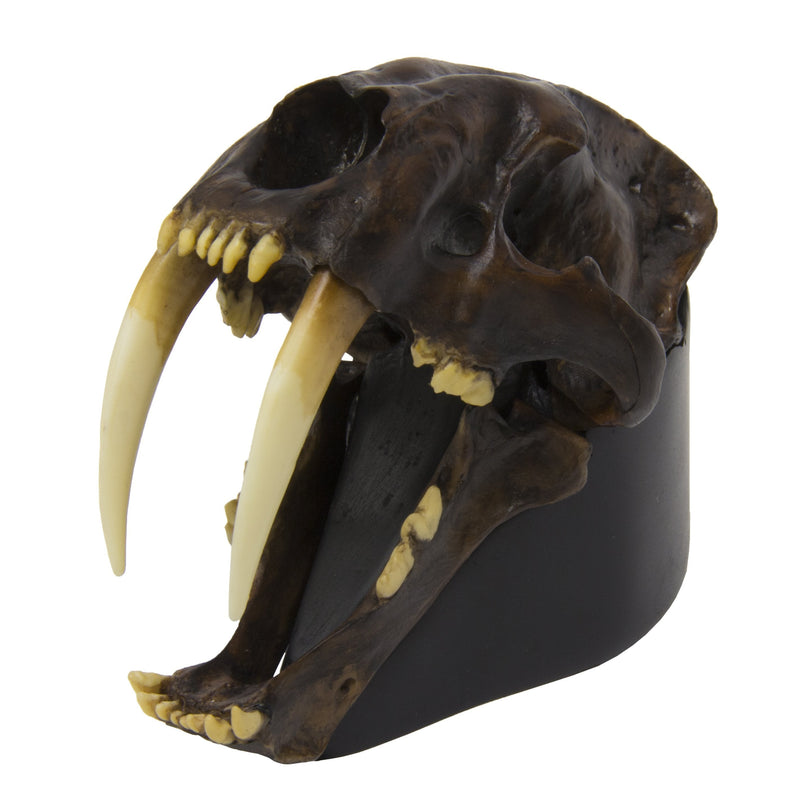 Replica Sabertooth Cat Skull - Tarpit Finish (1:3 Scale)