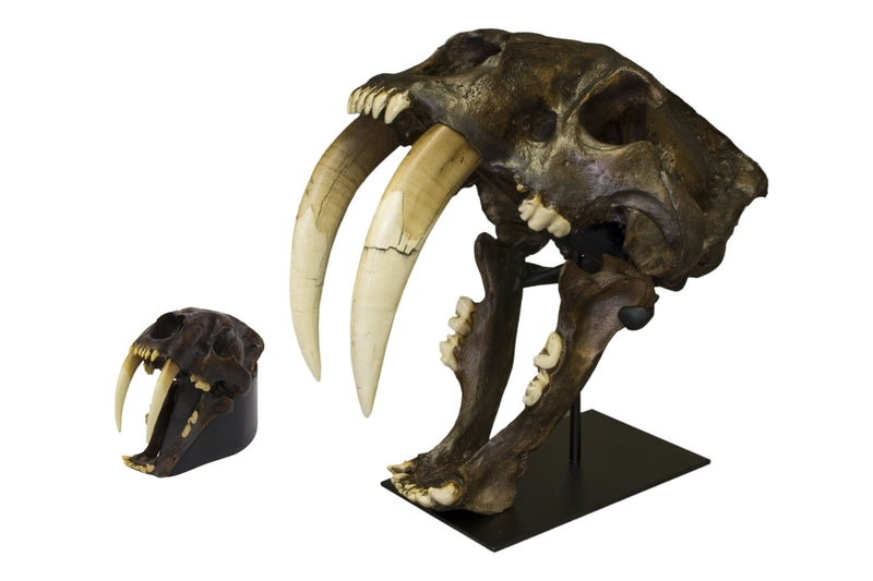 Replica Sabertooth Cat Skull - Tarpit Finish (1:3 Scale)