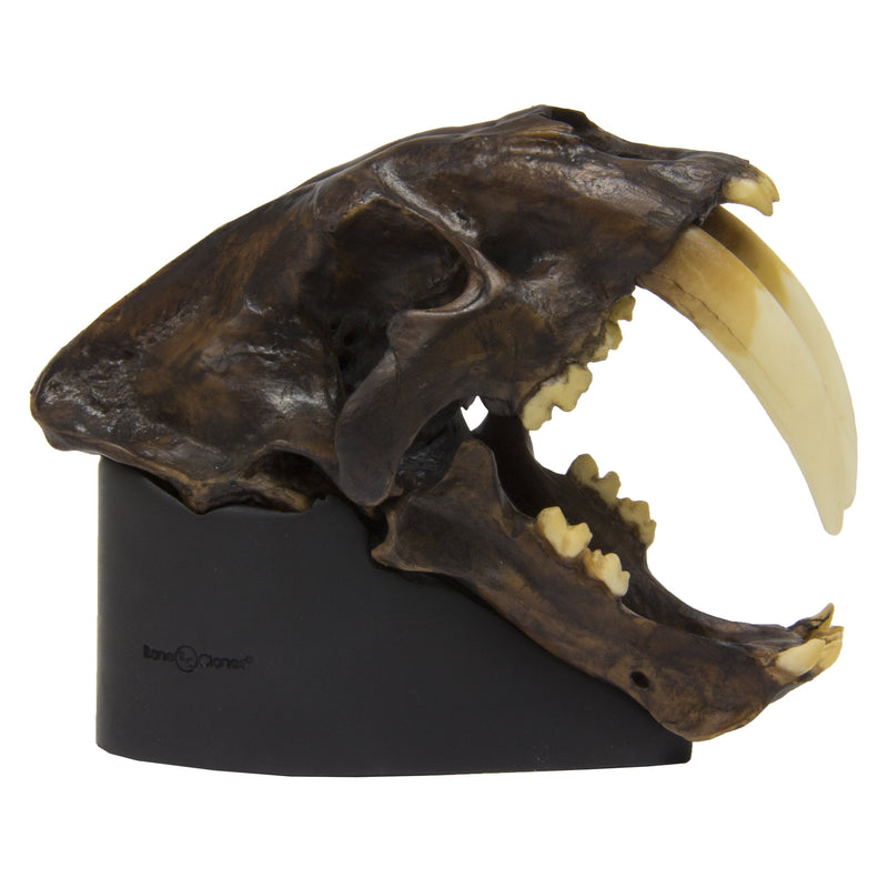 Replica Sabertooth Cat Skull - Tarpit Finish (1:3 Scale)