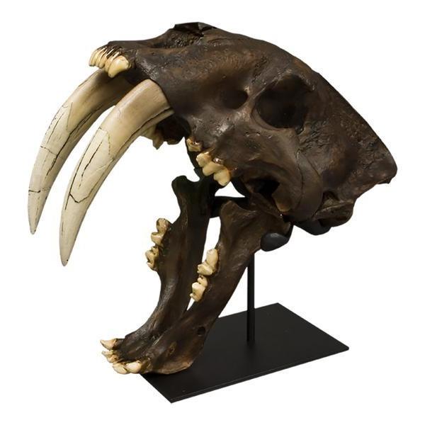Replica Sabertooth Cat Skull