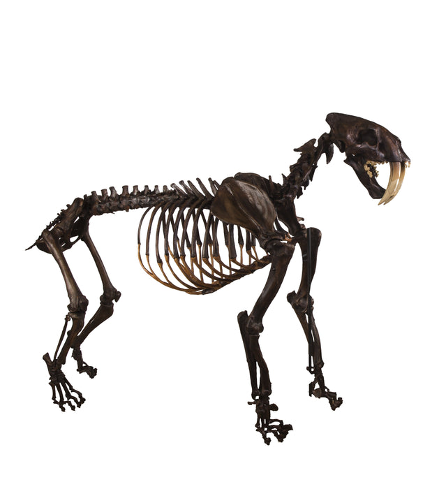Replica Sabertooth Cat Skeleton (Tar Finish) - Articulated