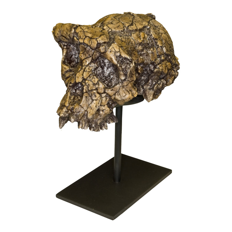 Replica Sahelanthropus / Toumai Skull