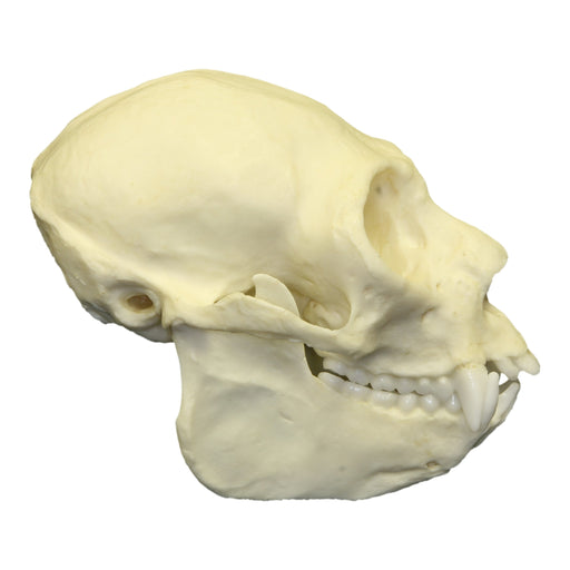 Replica Saki Monkey Skull