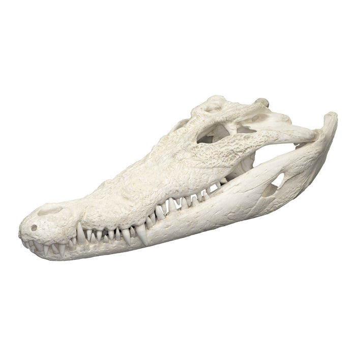 Replica Saltwater Crocodile Skull