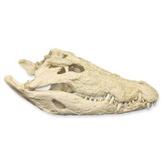 Replica Saltwater Crocodile Skull (32.2")