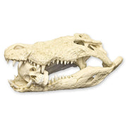 Replica Saltwater Crocodile Skull (32.2")