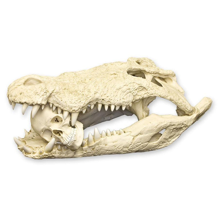 Replica Saltwater Crocodile Skull - 33"