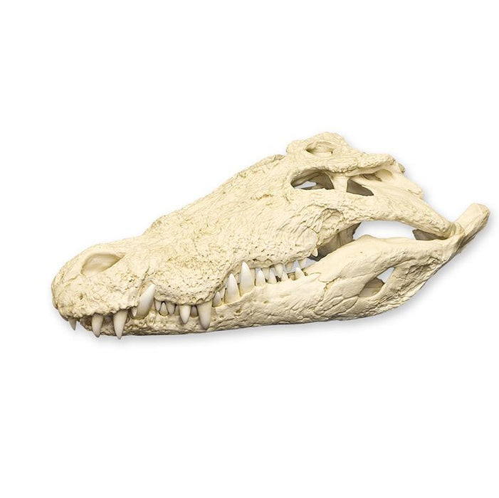 Replica Saltwater Crocodile Skull - 33"