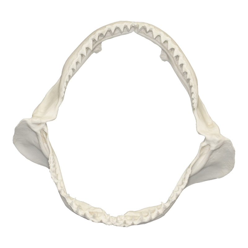 Replica Sandbar Shark Jaw