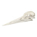Replica Sandhill Crane Skull
