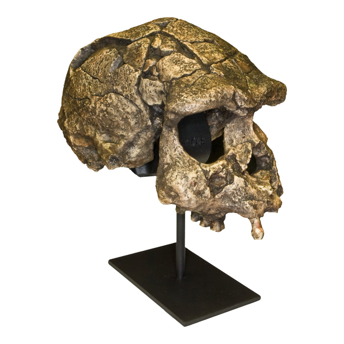 Replica Sangiran 17 Skull