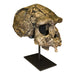 Replica Sangiran 17 Skull