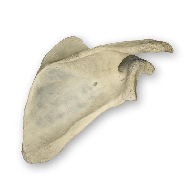 Real Human Scapula