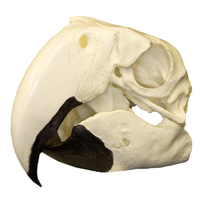Replica Scarlet Macaw Skull