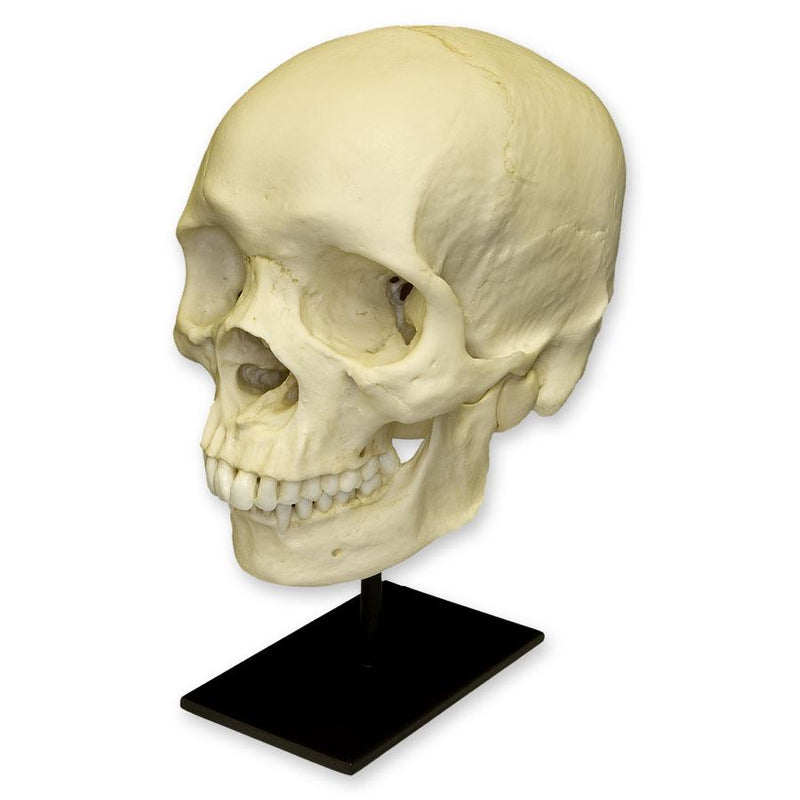 Replica Human Skull - African Male