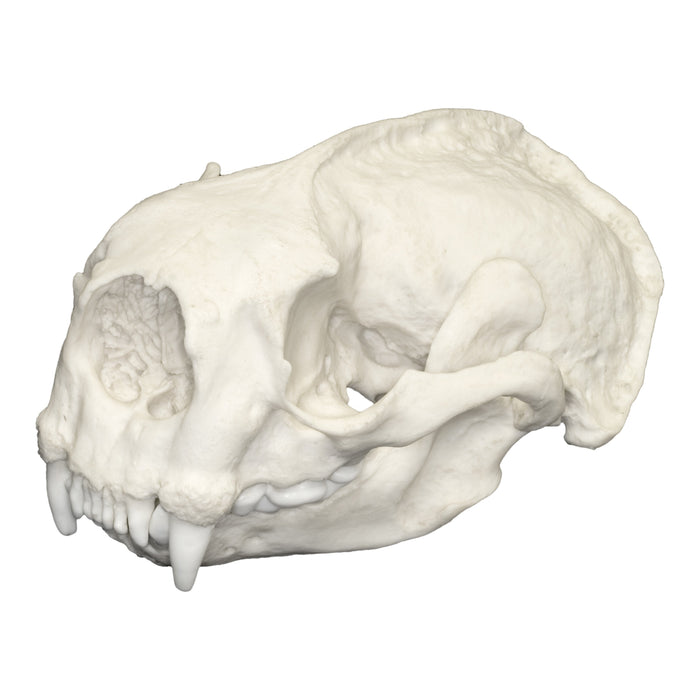 Replica Sea Otter Skull