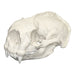 Replica Sea Otter Skull