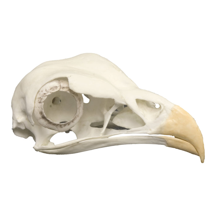Replica Secretary Bird Skull