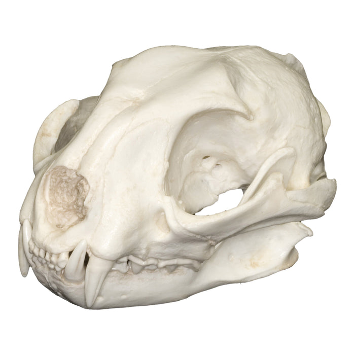 Replica Serval Skull