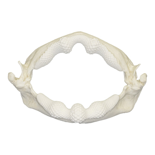 Replica Shark Ray Jaw