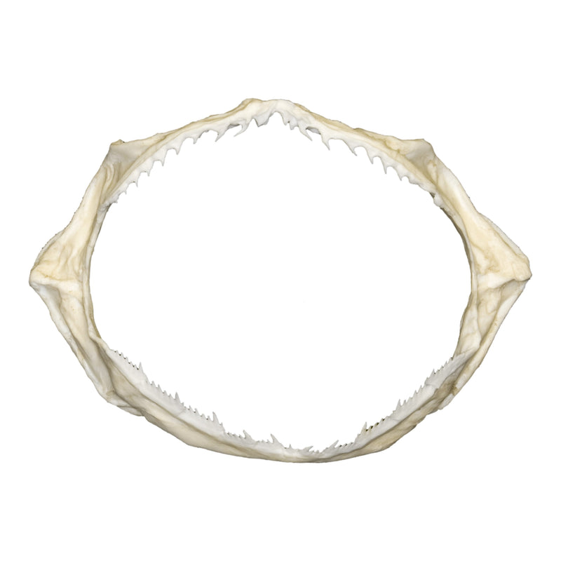 Replica Sharpnose Sevengill Shark Jaw