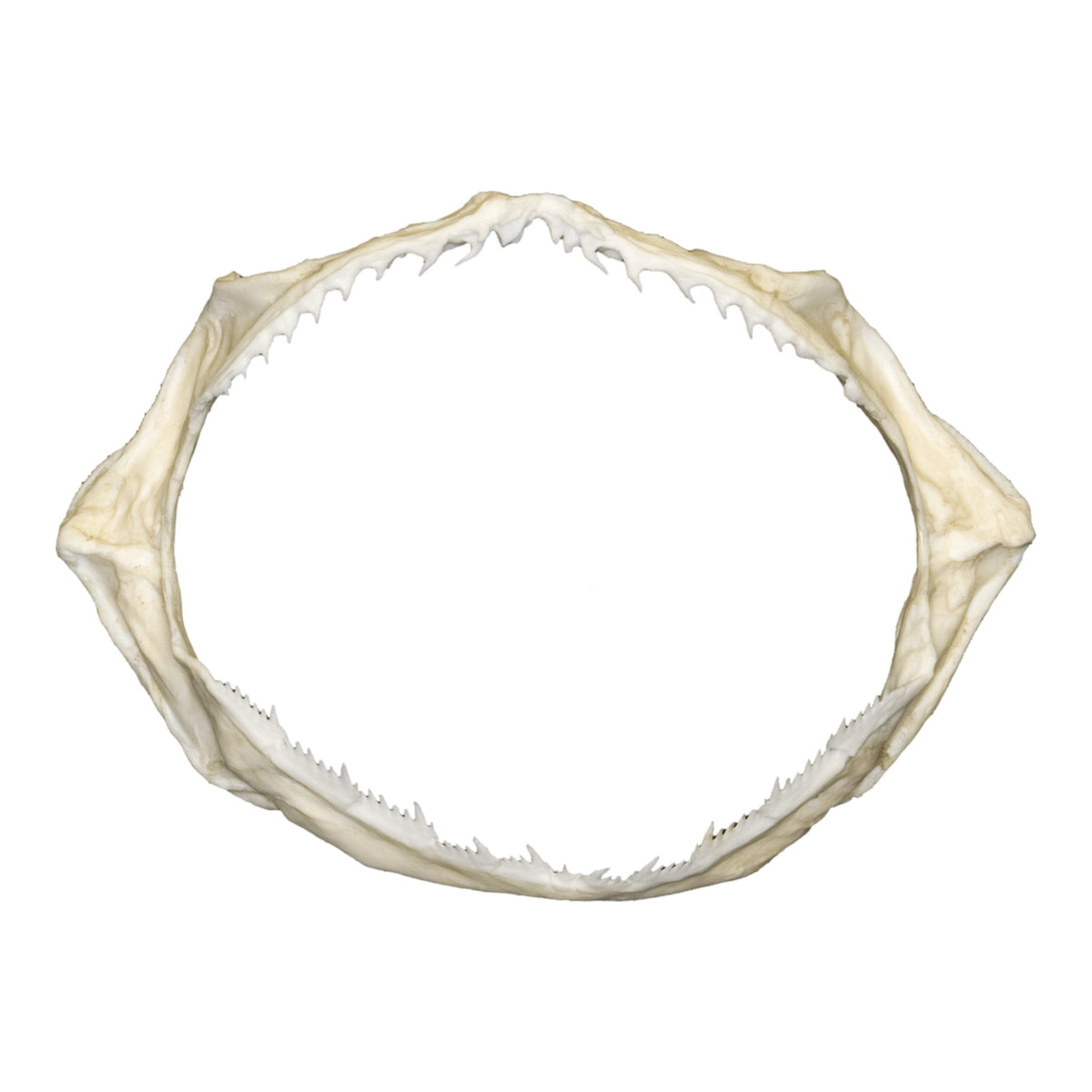 Replica Sharpnose Sevengill Shark Jaw For Sale — Skulls Unlimited