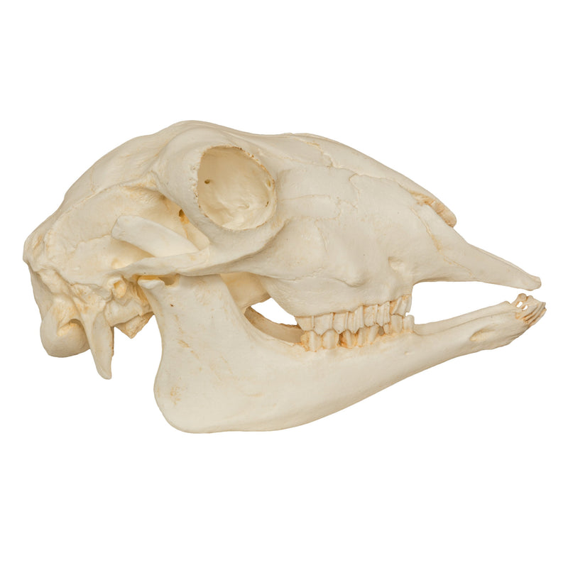 Replica Sheep Skull