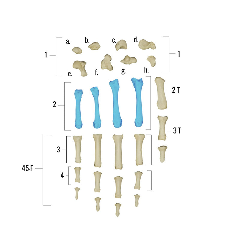 Real Human Hand - Single Individual Bones