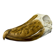 Replica Shoebill Skull