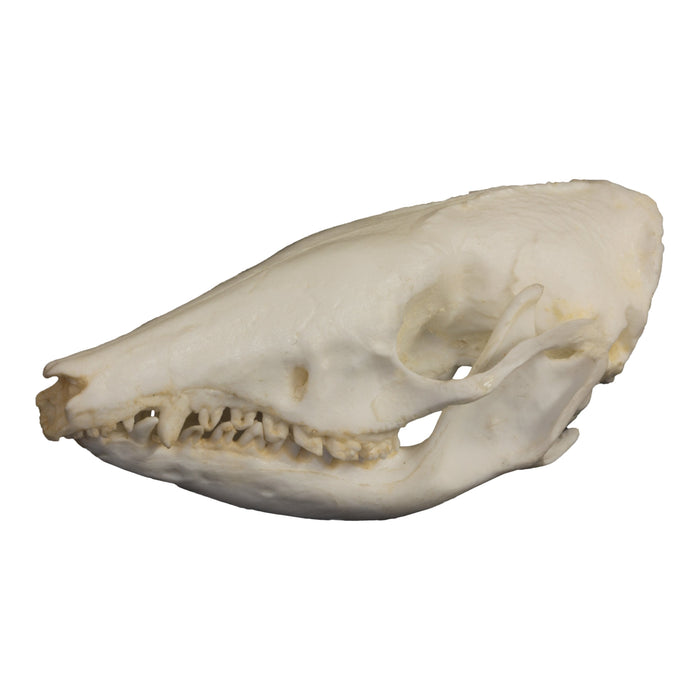 Replica Short-Nosed Bandicoot Skull