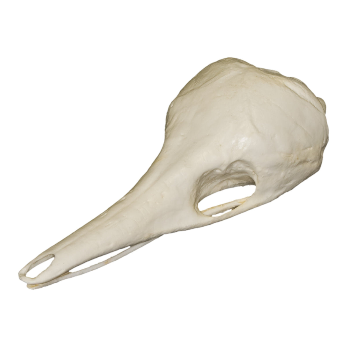 Replica Short-nosed Echidna Skull For Sale — Skulls Unlimited