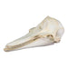Replica Short-beaked Common Dolphin Skull