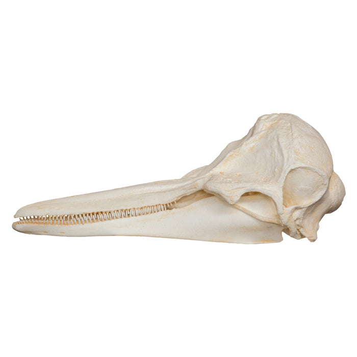 Replica Short-beaked Common Dolphin Skull