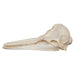 Replica Short-beaked Common Dolphin Skull