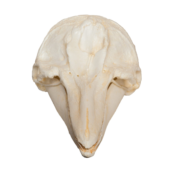 Replica Short-beaked Common Dolphin Skull