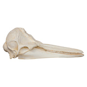 Replica Short-beaked Common Dolphin Skull