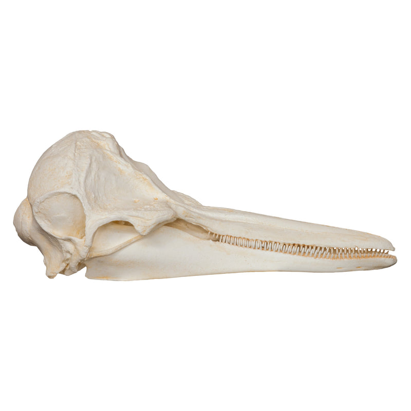 Replica Short-beaked Common Dolphin Skull
