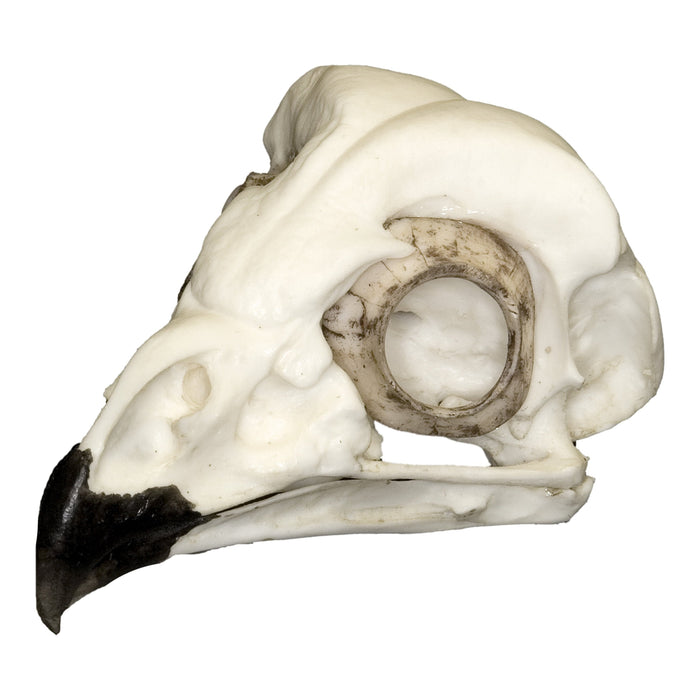 Replica Short-eared Owl Skull