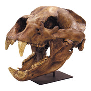 Replica Short-faced Bear Skull