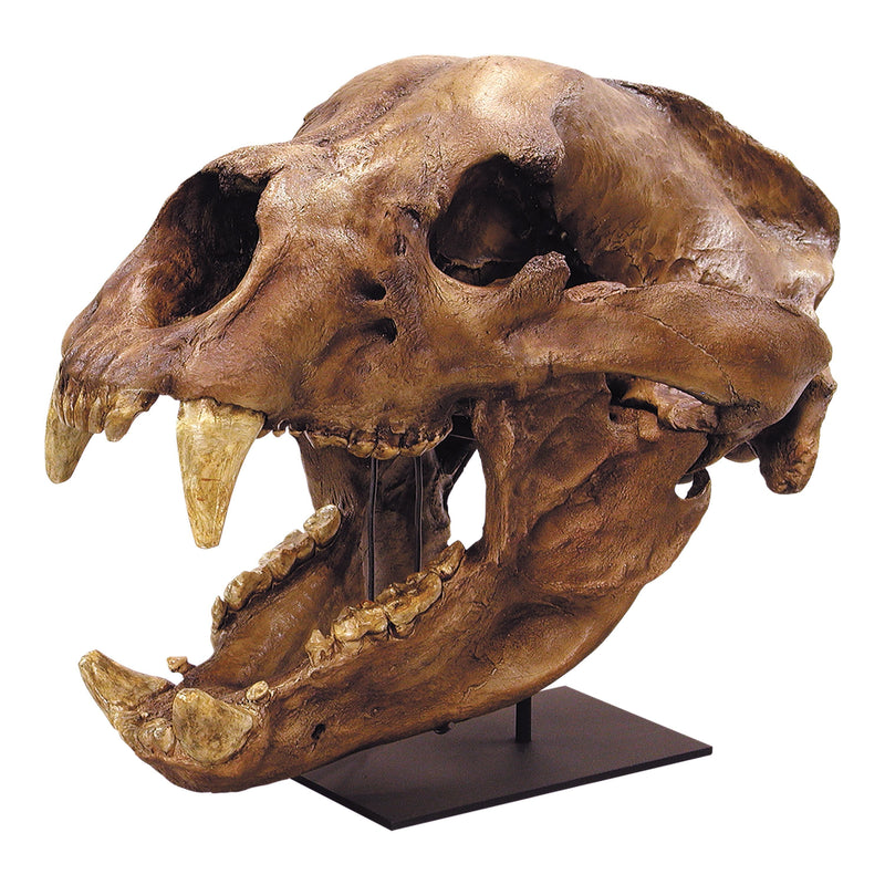 Replica Short-faced Bear Skull