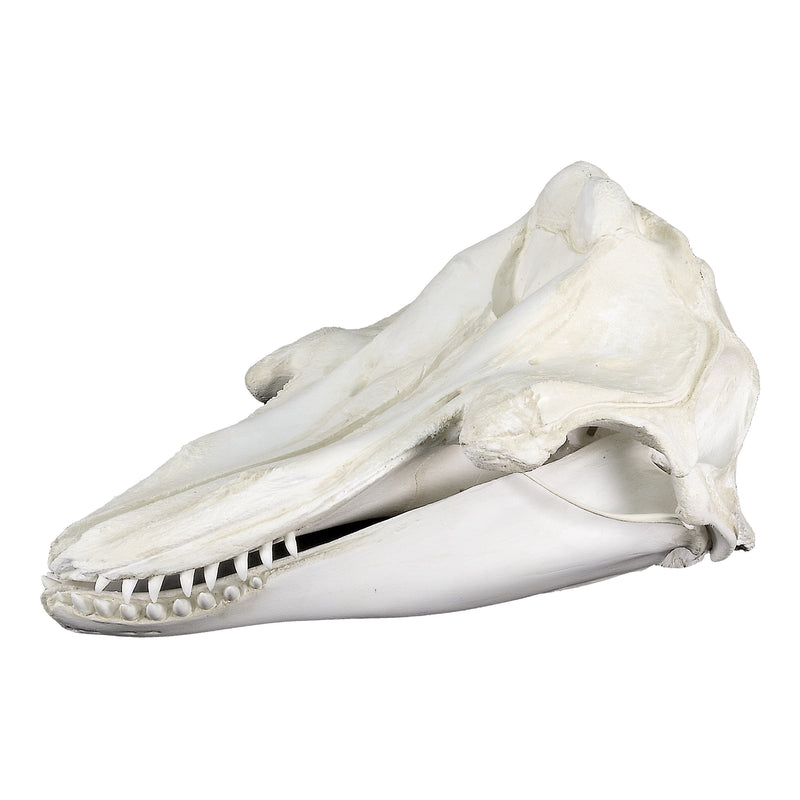 Replica Short-finned Pilot Whale Skull