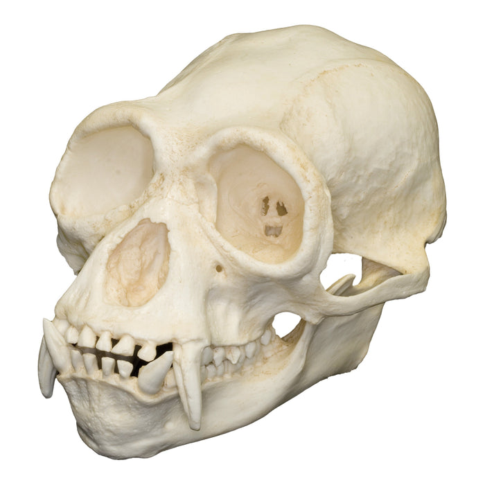 Replica Siamang Skull
