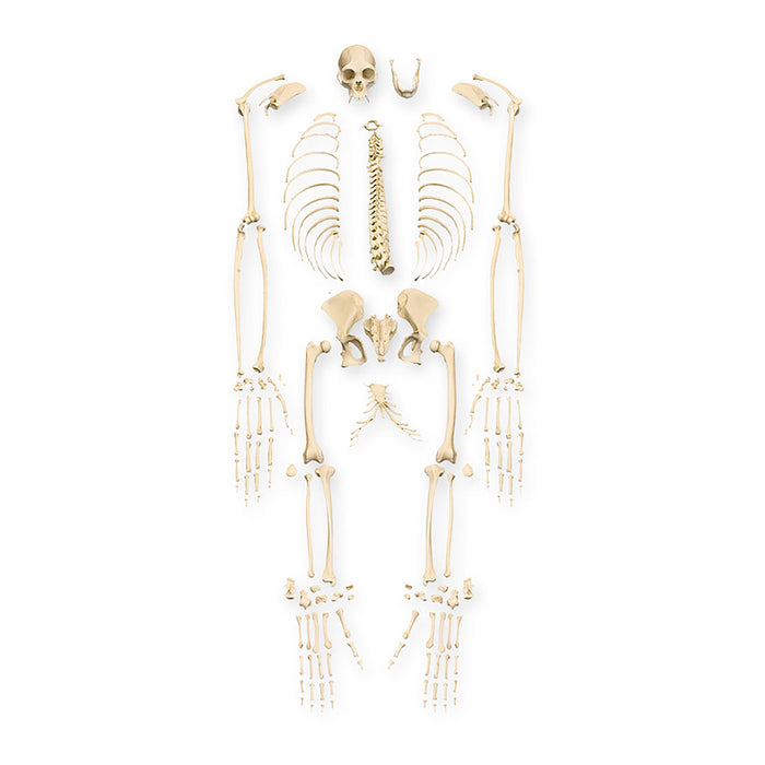 Replica Siamang Skeleton