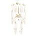 Replica Siamang Skeleton