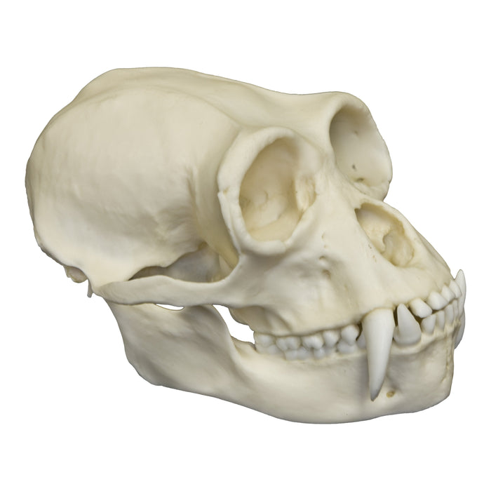 Replica Siamang Skull Large (Male)