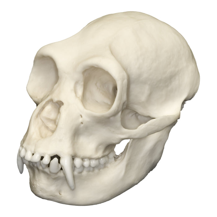 Replica Siamang Skull - Female