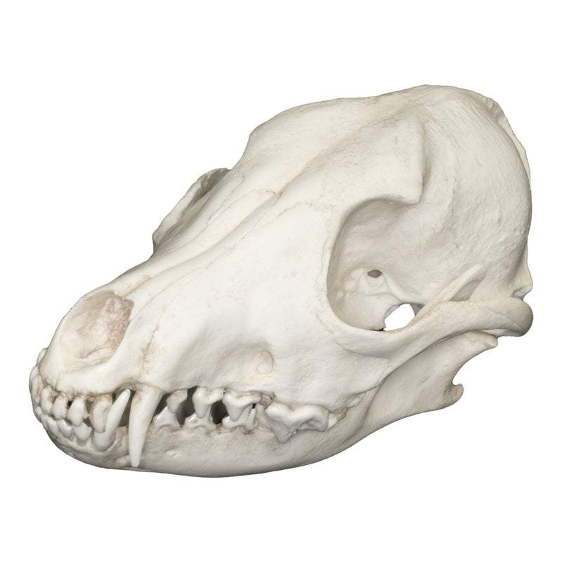 Replica Side-striped Jackal Skull