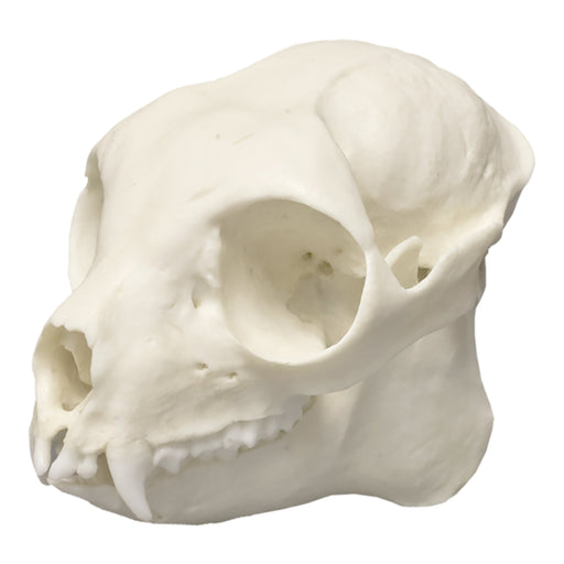 Replica Sifaka Skull